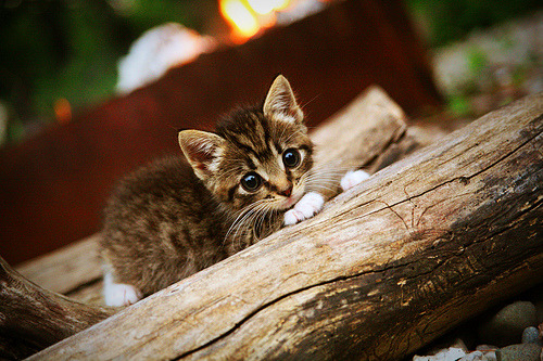 意甲豪门连续进球，球员表现极具观赏性，意甲豪门球队